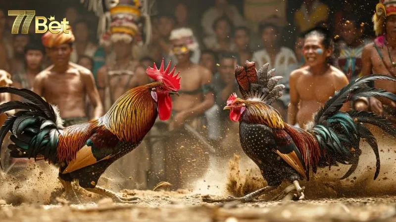 Tại Sao Đá Gà Cựa Sắt Ngày Càng Thu Hút Người Chơi Tại 77bet?